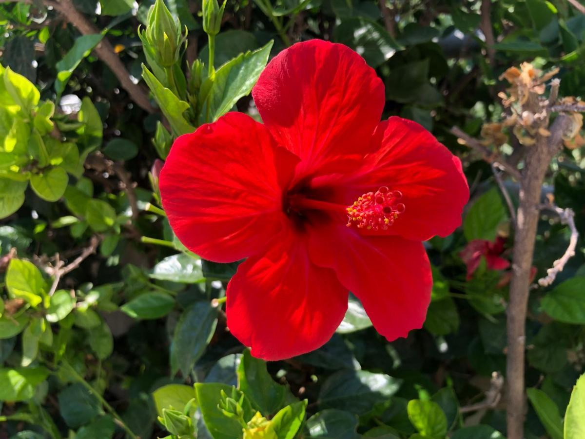 Gasthaus Stegna Hibiscus Archangelos  Exterior foto