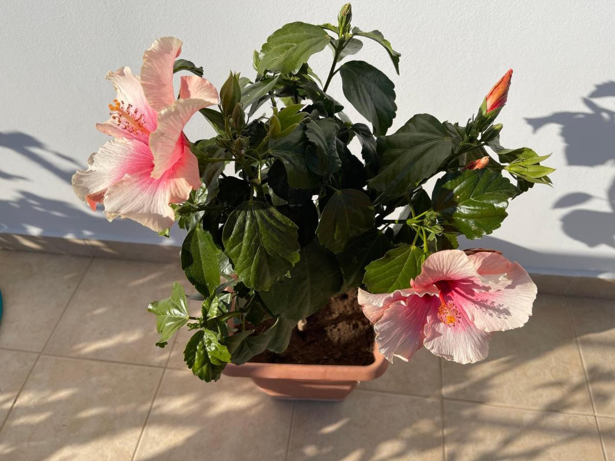 Gasthaus Stegna Hibiscus Archangelos  Exterior foto