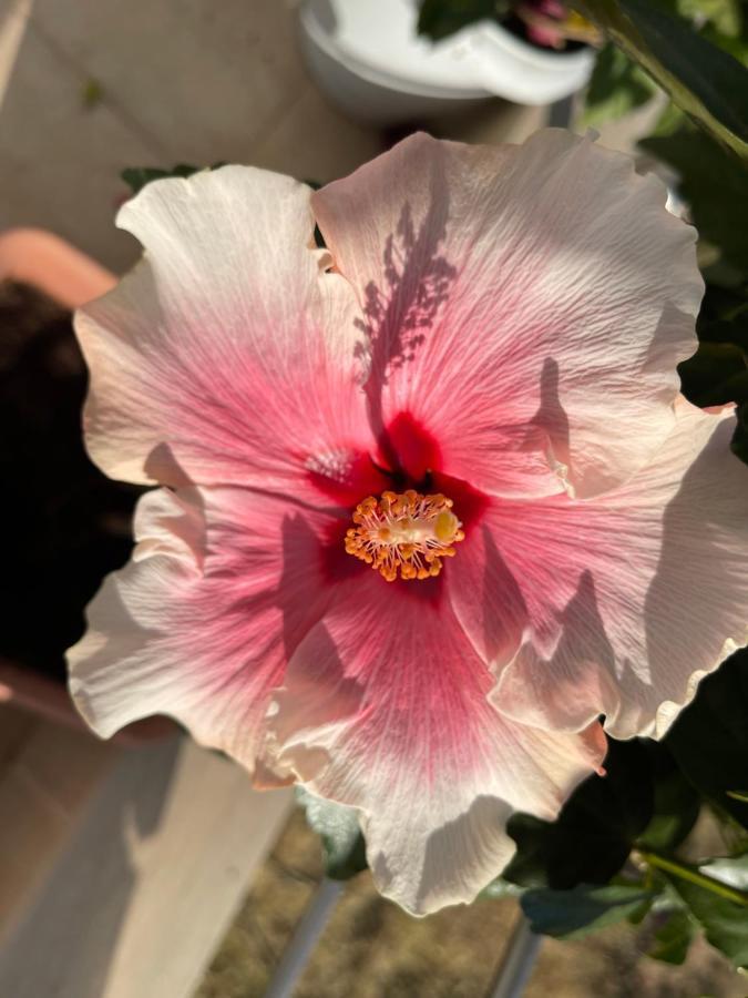 Gasthaus Stegna Hibiscus Archangelos  Exterior foto