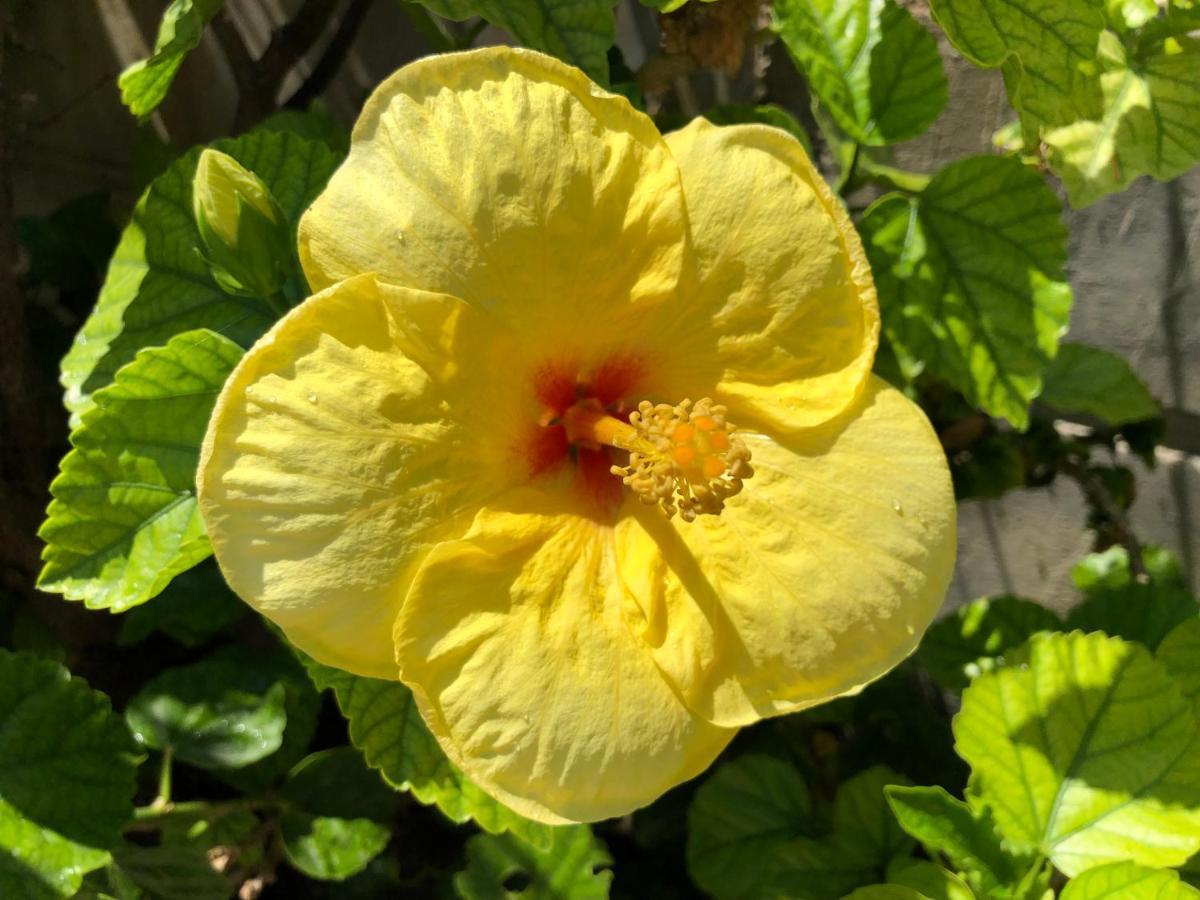 Gasthaus Stegna Hibiscus Archangelos  Exterior foto